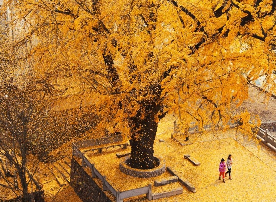 錯(cuò)過(guò)等一年!溫州這些銀杏、楓葉觀賞點(diǎn)位已到最佳觀賞期!