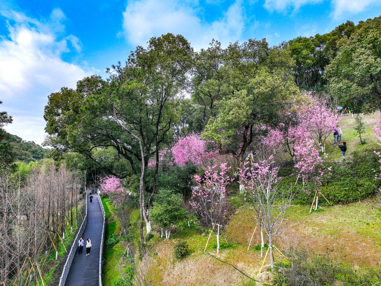打卡景山櫻花園,邂逅 “粉粉嫩嫩” 的浪漫