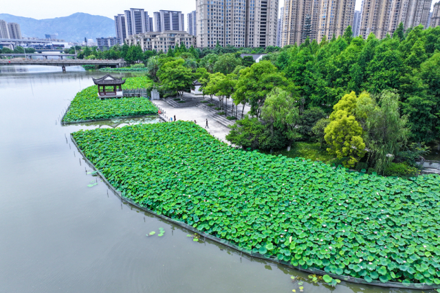 “荷”你相約!共赴這場夏日限定盛宴
