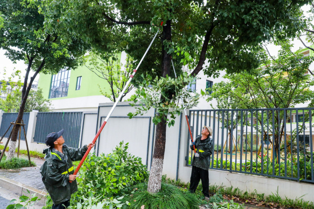 甌海:樹木修剪加固,筑牢防臺屏障